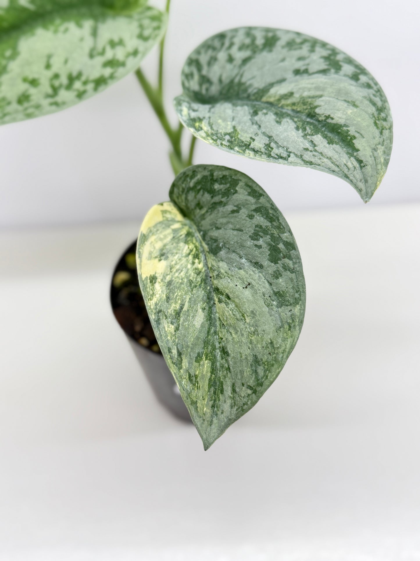 Scindapsus Pictus Aurea Mayari Variegata Z21