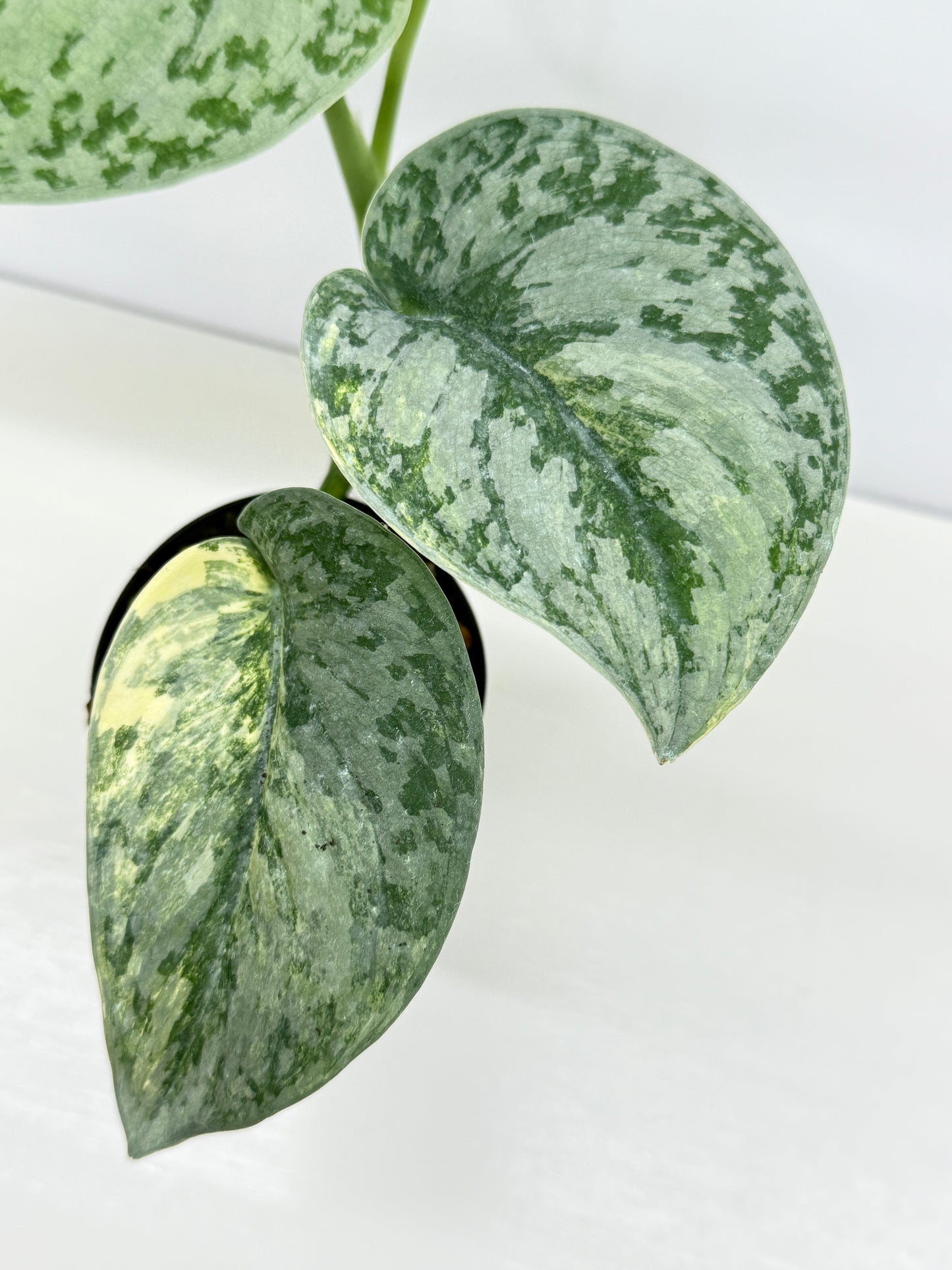 Scindapsus Pictus Aurea Mayari Variegata Z21