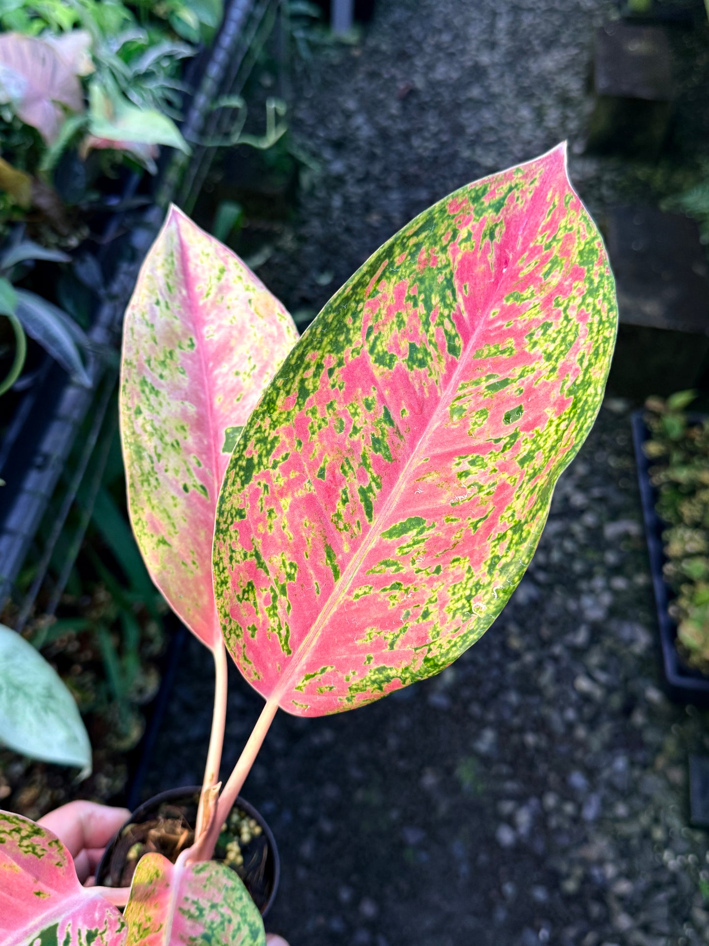 Aglaonema 'Rainbow' S19