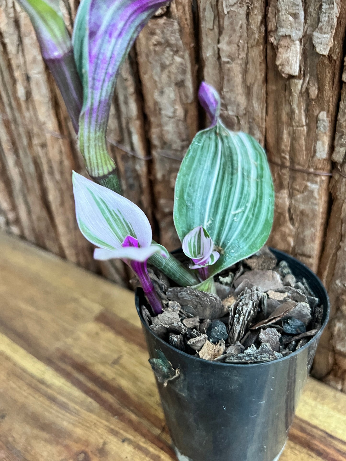 Tradescantia Blossfeldiana cerinthoides variegata Tradescantia Bubblegum/Lilac NONTC C156