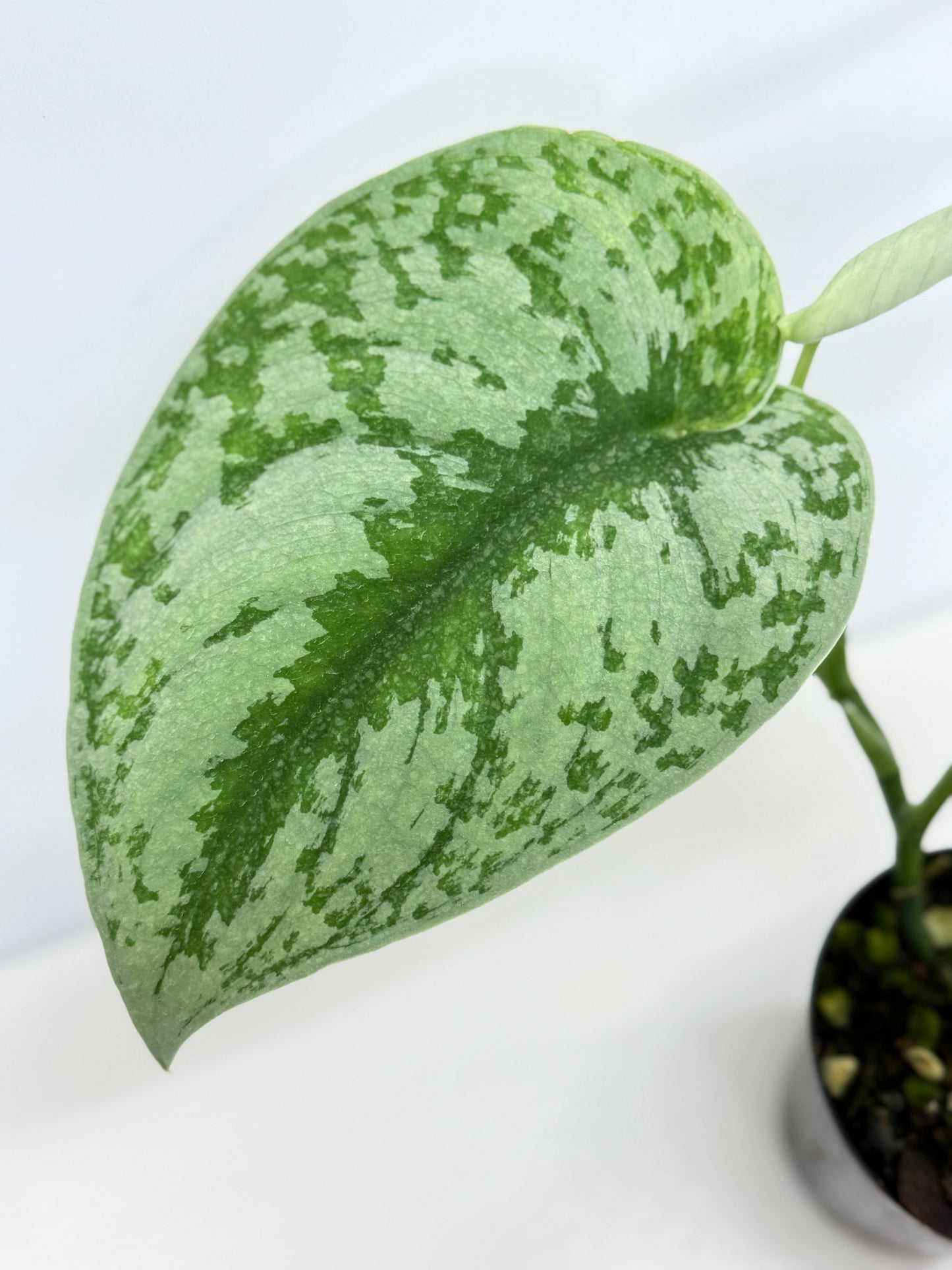 Scindapsus Pictus Aurea Mayari Variegata Z21