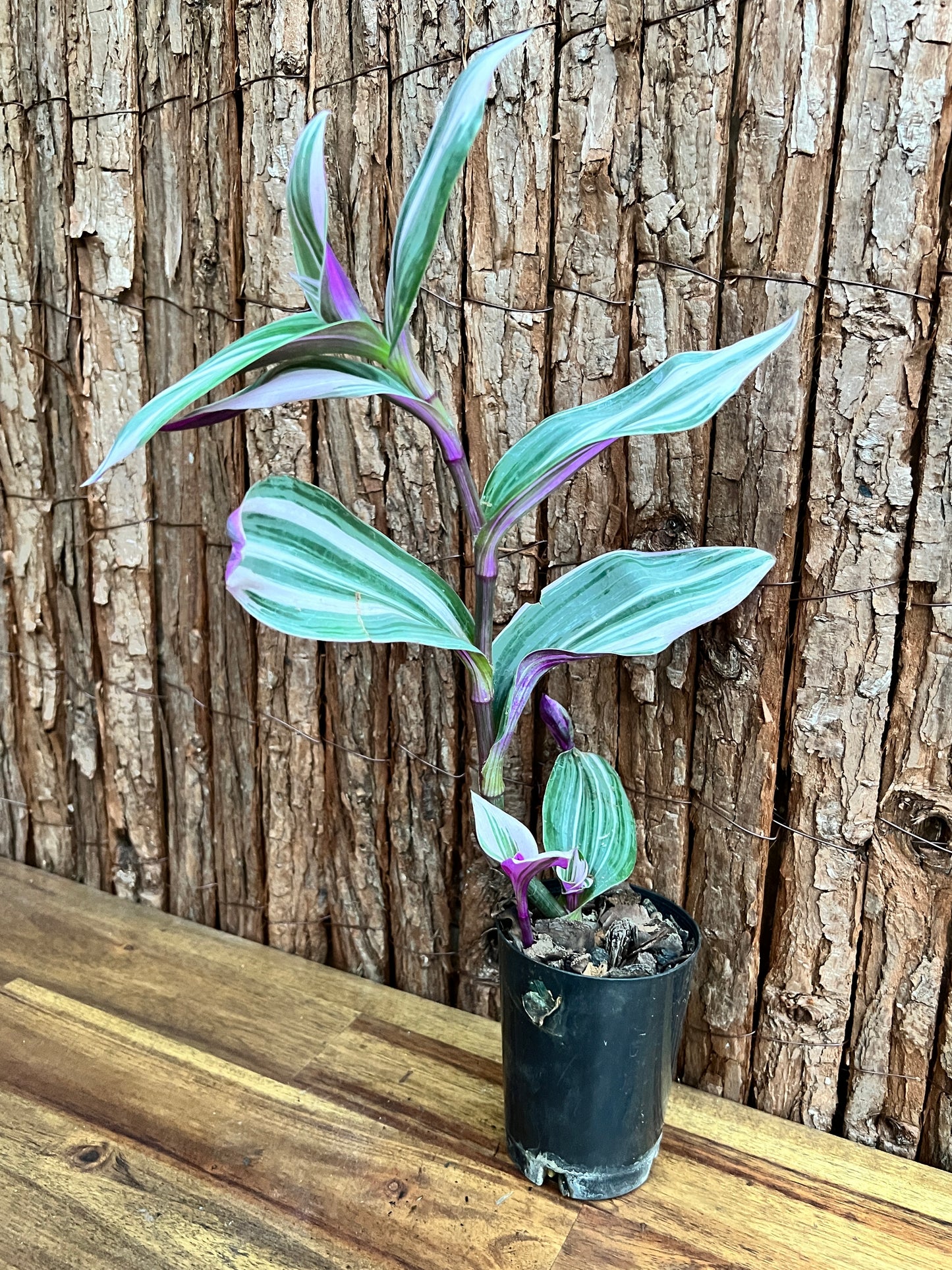 Tradescantia Blossfeldiana cerinthoides variegata Tradescantia Bubblegum/Lilac NONTC C156