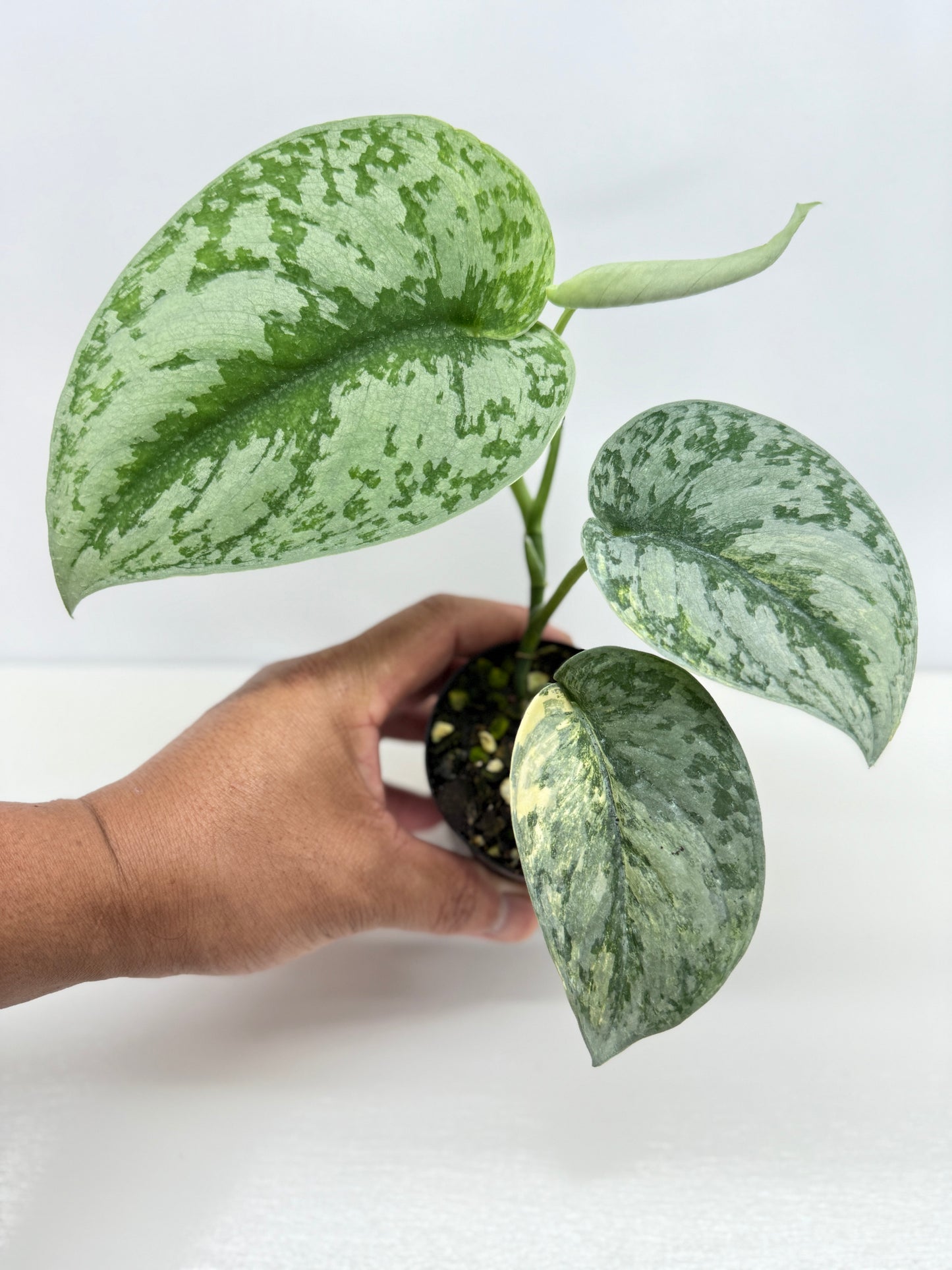 Scindapsus Pictus Aurea Mayari Variegata Z21