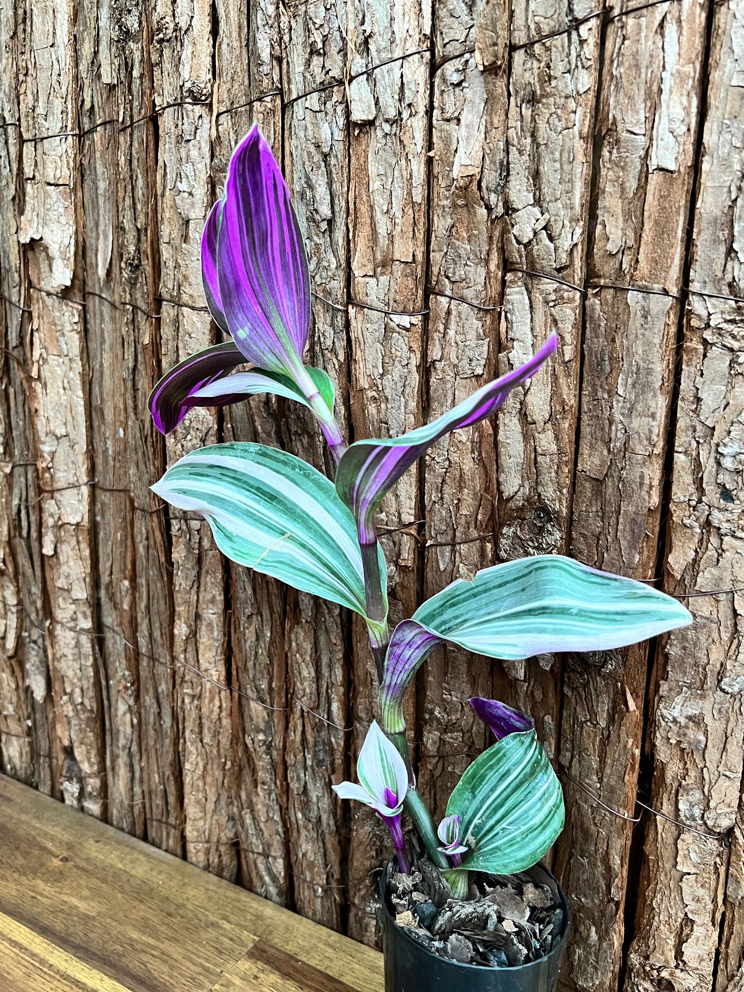 Tradescantia Blossfeldiana cerinthoides variegata Tradescantia Bubblegum/Lilac NONTC C156