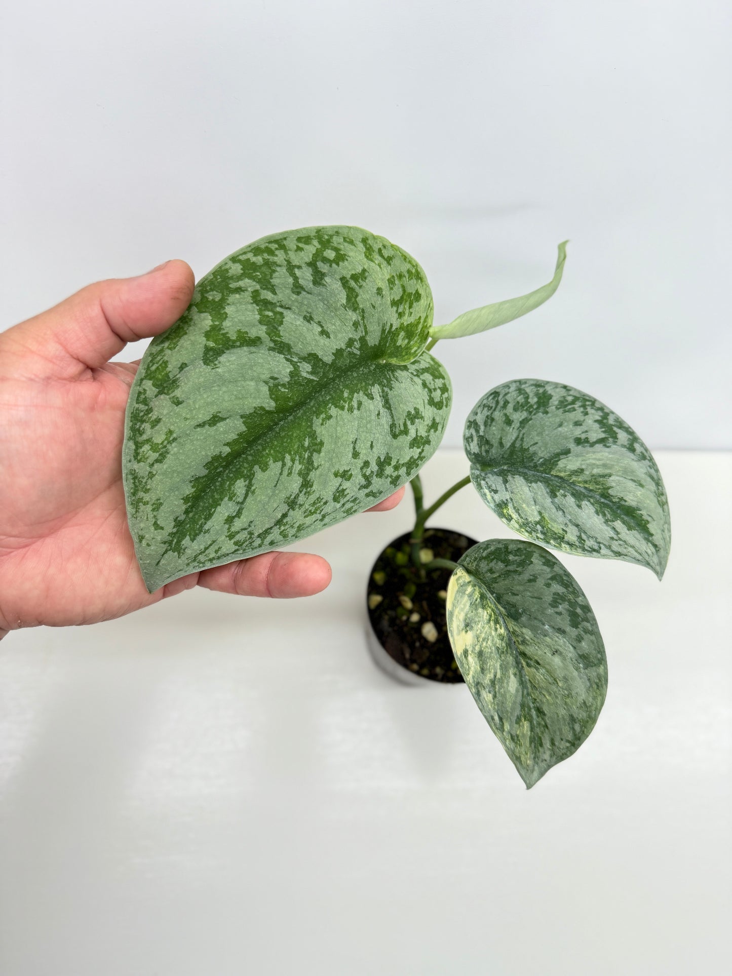 Scindapsus Pictus Aurea Mayari Variegata Z21
