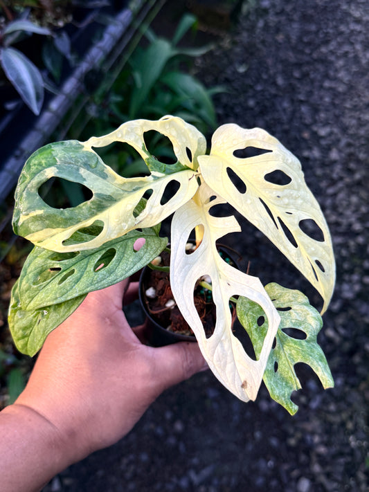 Monstera adansonii ‘Variegated Albo’ R53