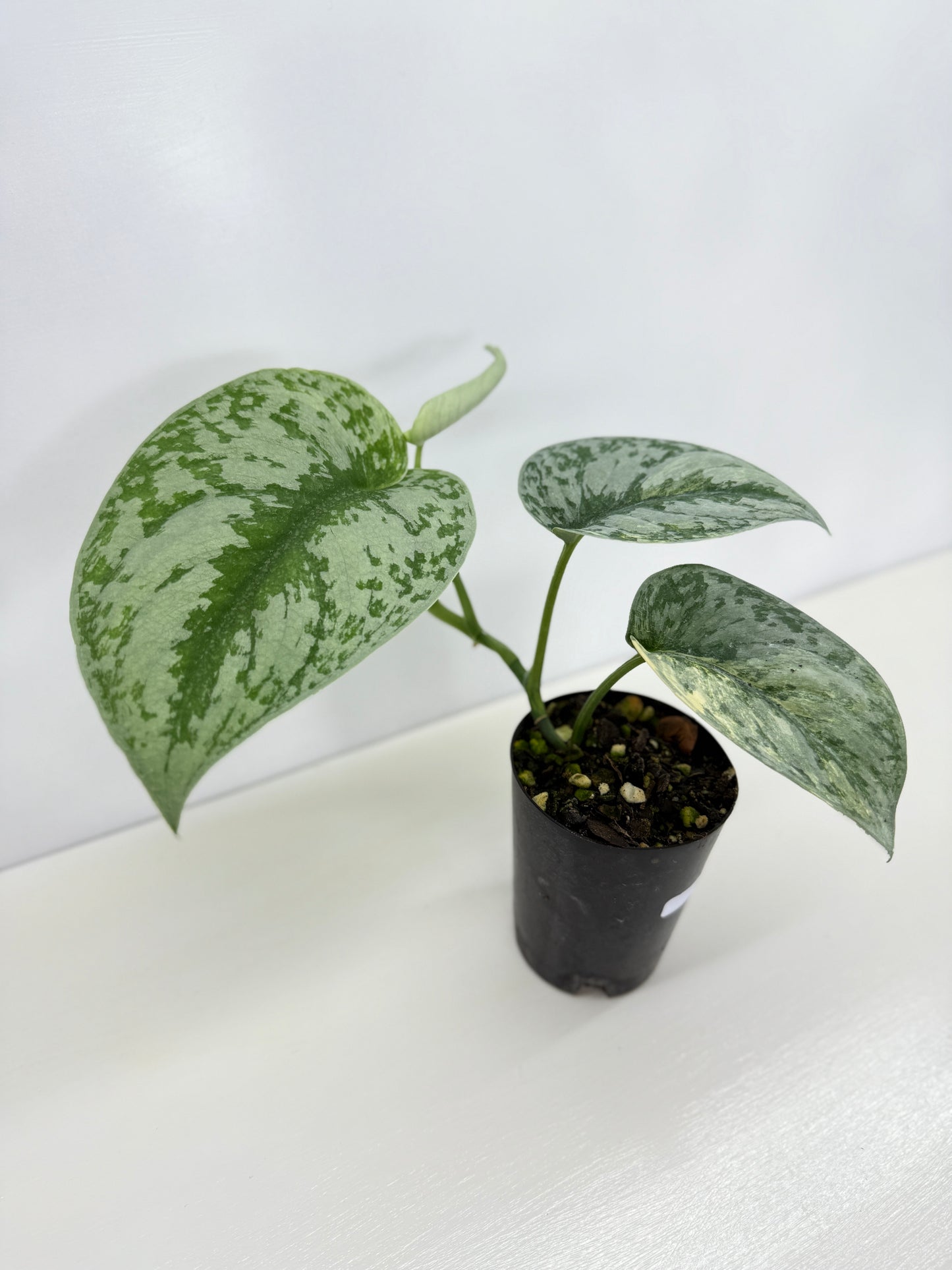Scindapsus Pictus Aurea Mayari Variegata Z21
