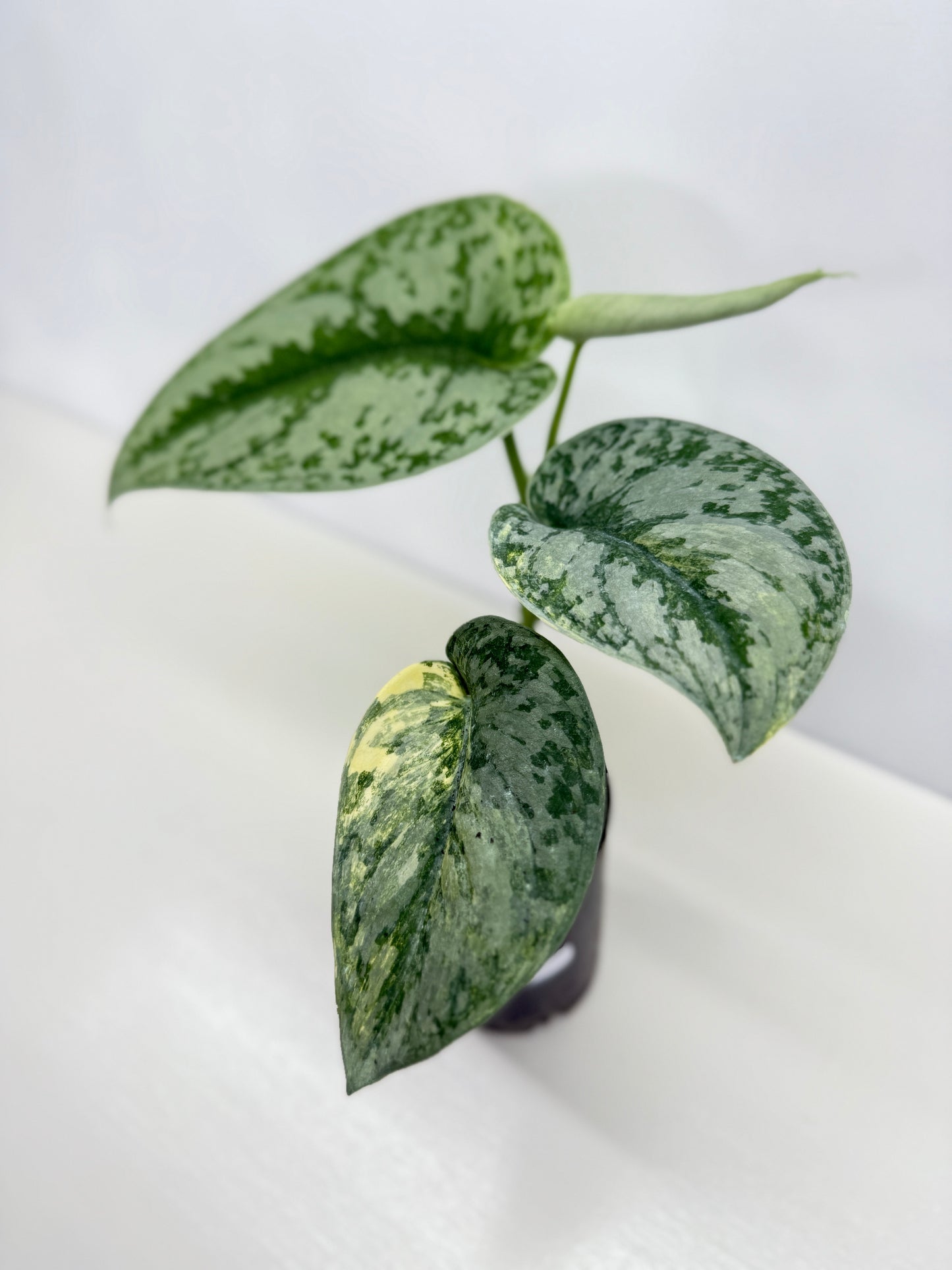 Scindapsus Pictus Aurea Mayari Variegata Z21