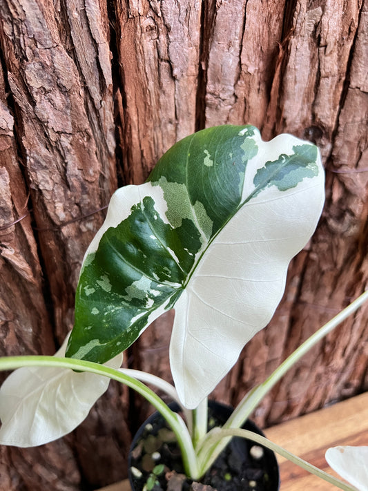 Alocasia macrorrhiza Variegata C157