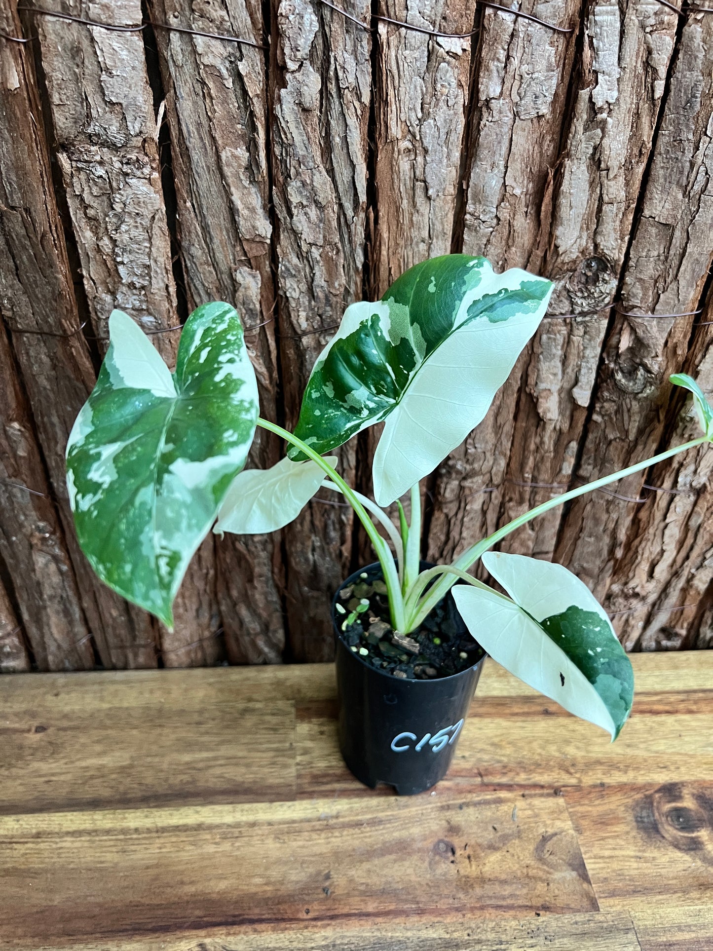 Alocasia macrorrhiza Variegata C157