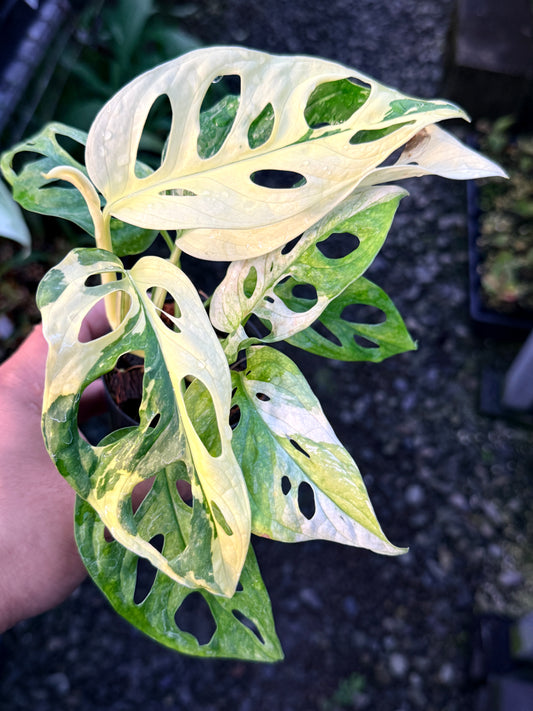 Monstera adansonii ‘Variegated Albo’ R55