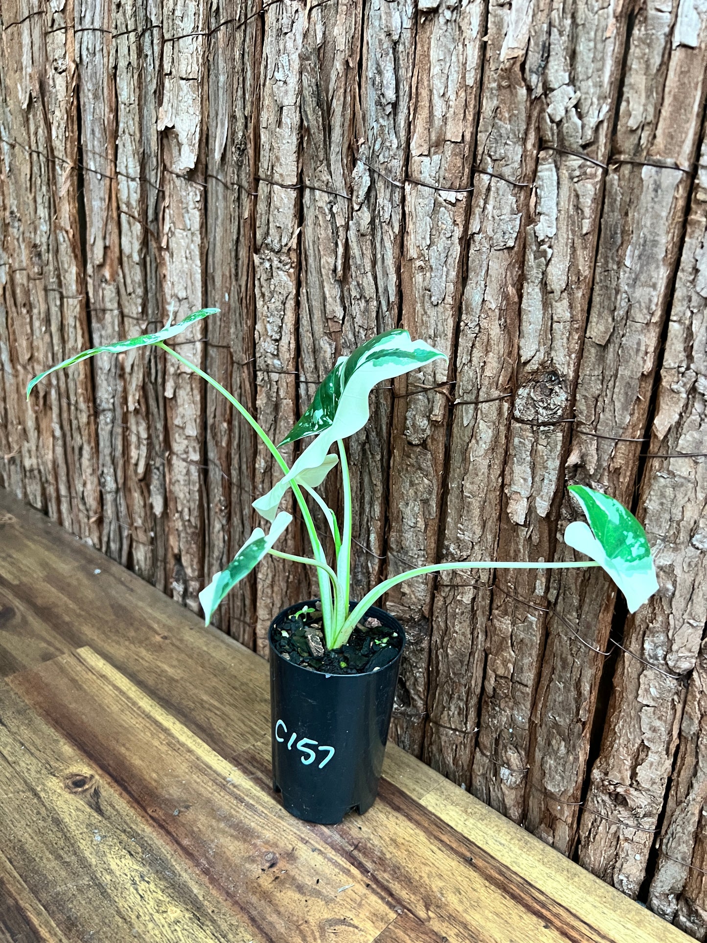 Alocasia macrorrhiza Variegata C157