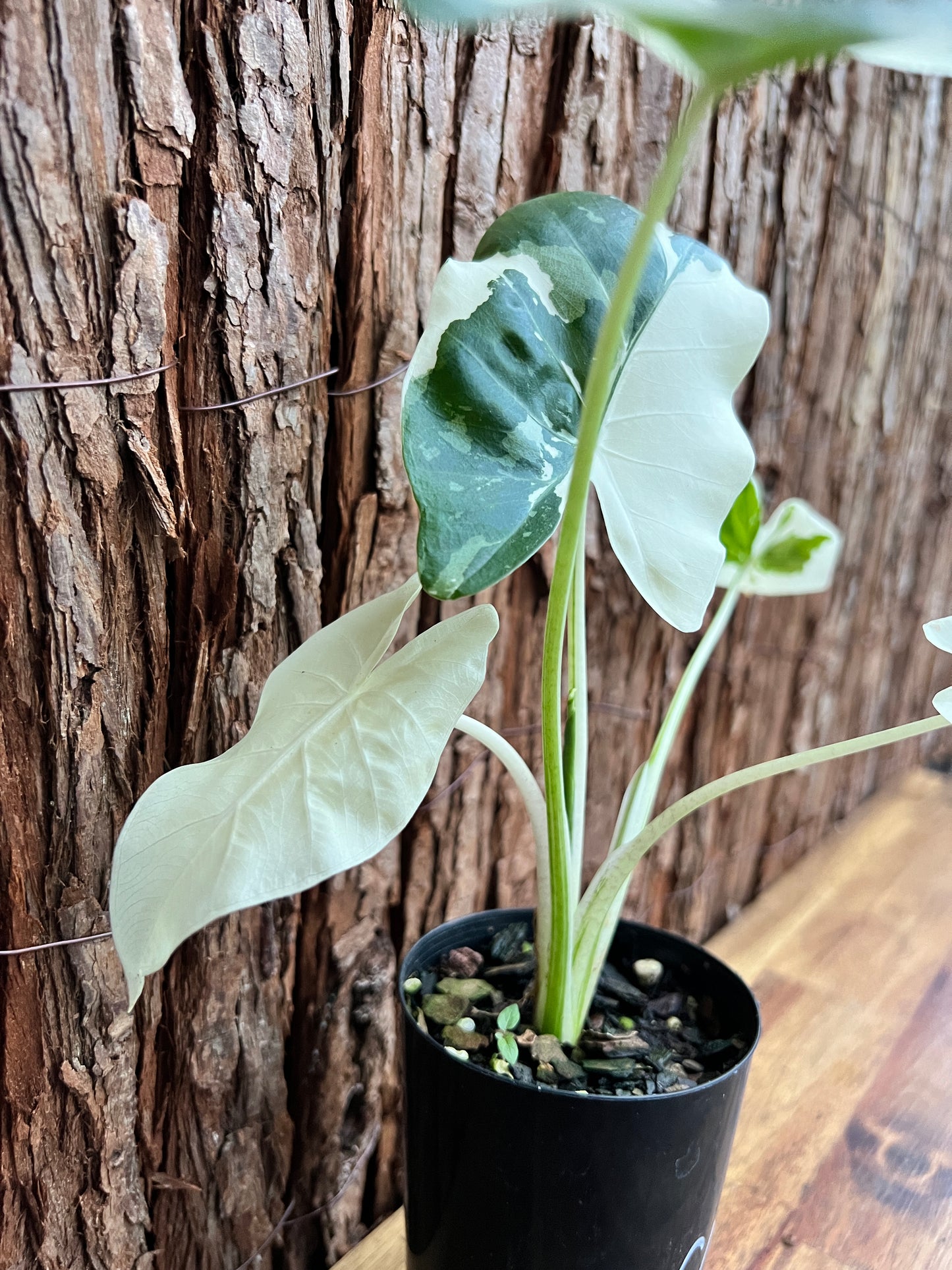 Alocasia macrorrhiza Variegata C157