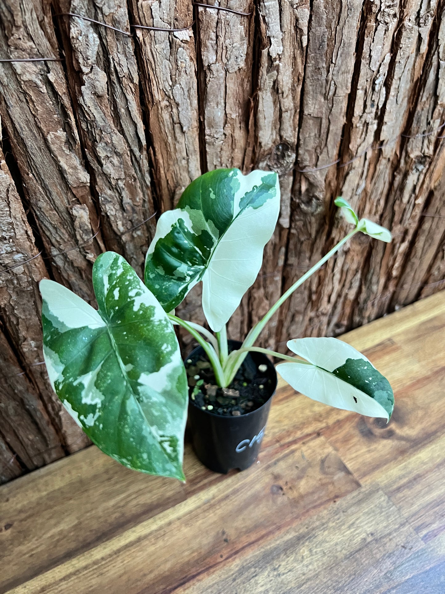 Alocasia macrorrhiza Variegata C157