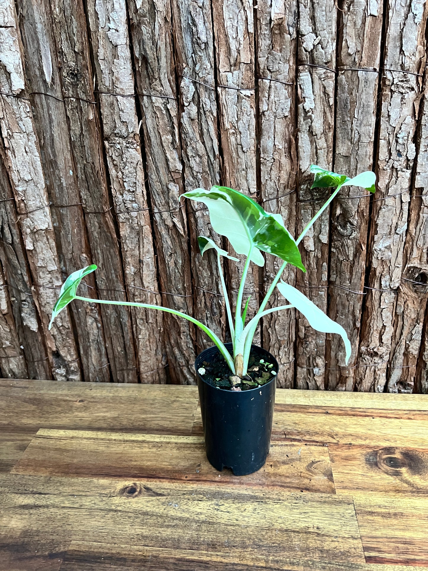 Alocasia macrorrhiza Variegata C157