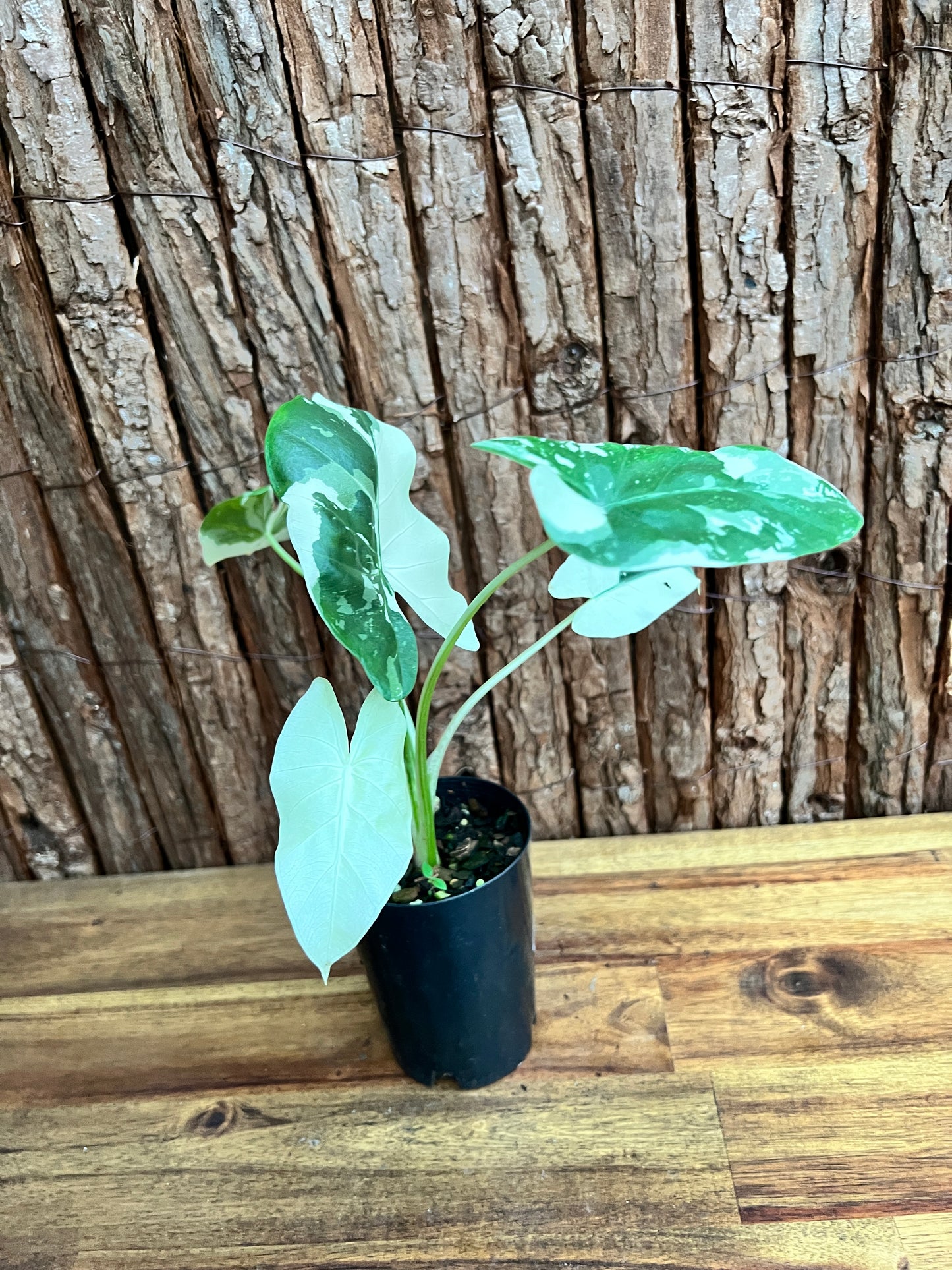 Alocasia macrorrhiza Variegata C157