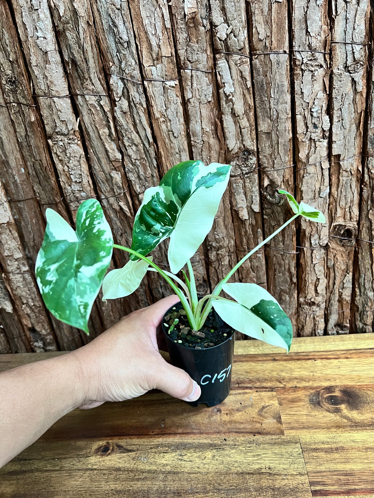 Alocasia macrorrhiza Variegata C157