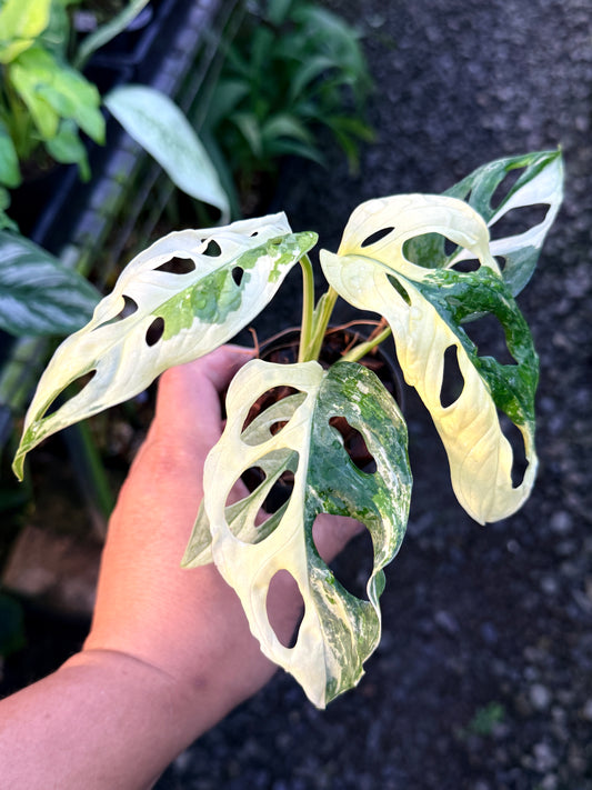 Monstera adansonii ‘Variegated Albo’ R54