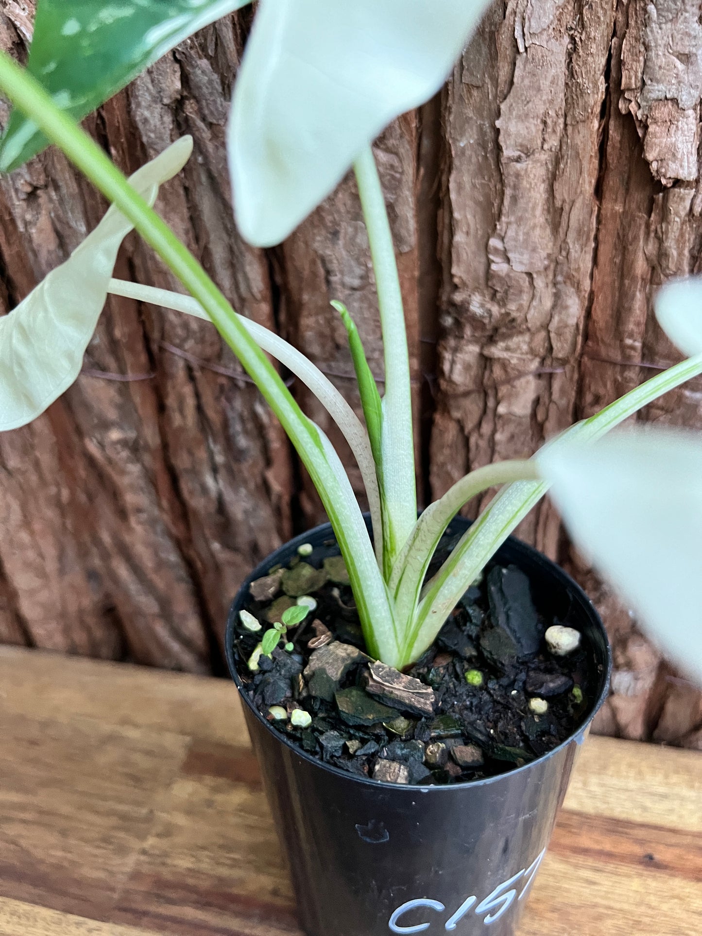 Alocasia macrorrhiza Variegata C157