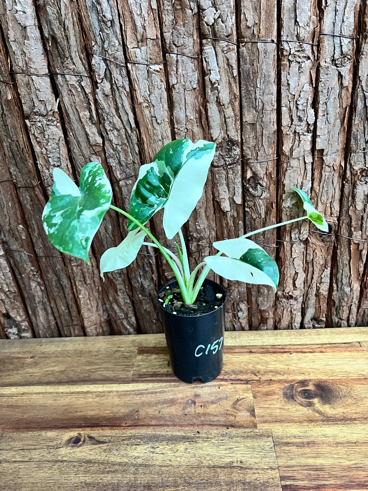 Alocasia macrorrhiza Variegata C157