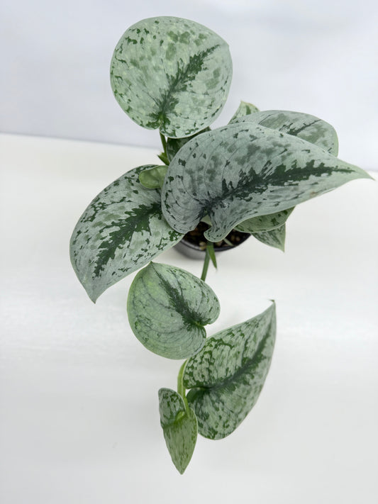 Scindapsus pictus Exotica Z23