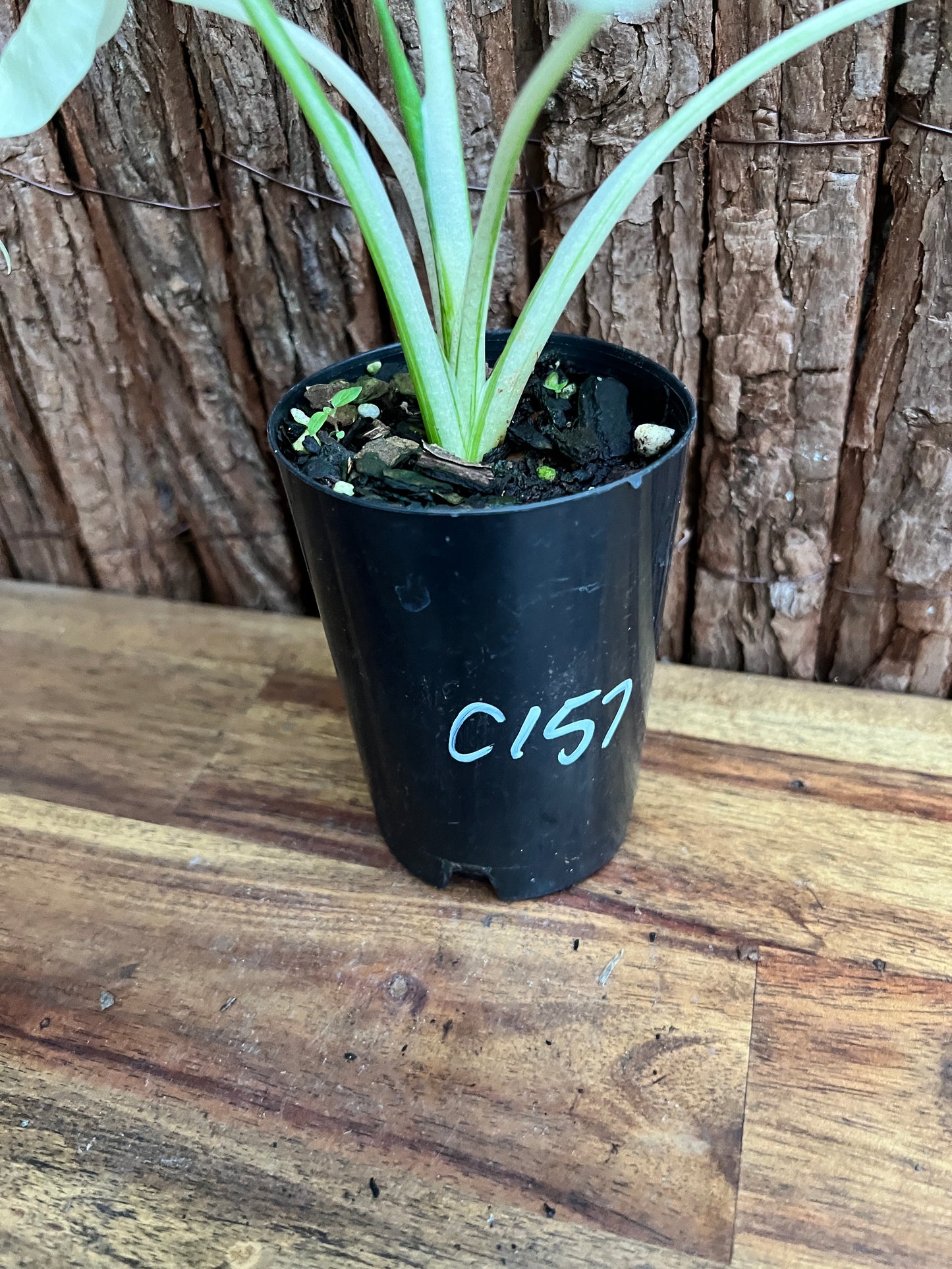 Alocasia macrorrhiza Variegata C157