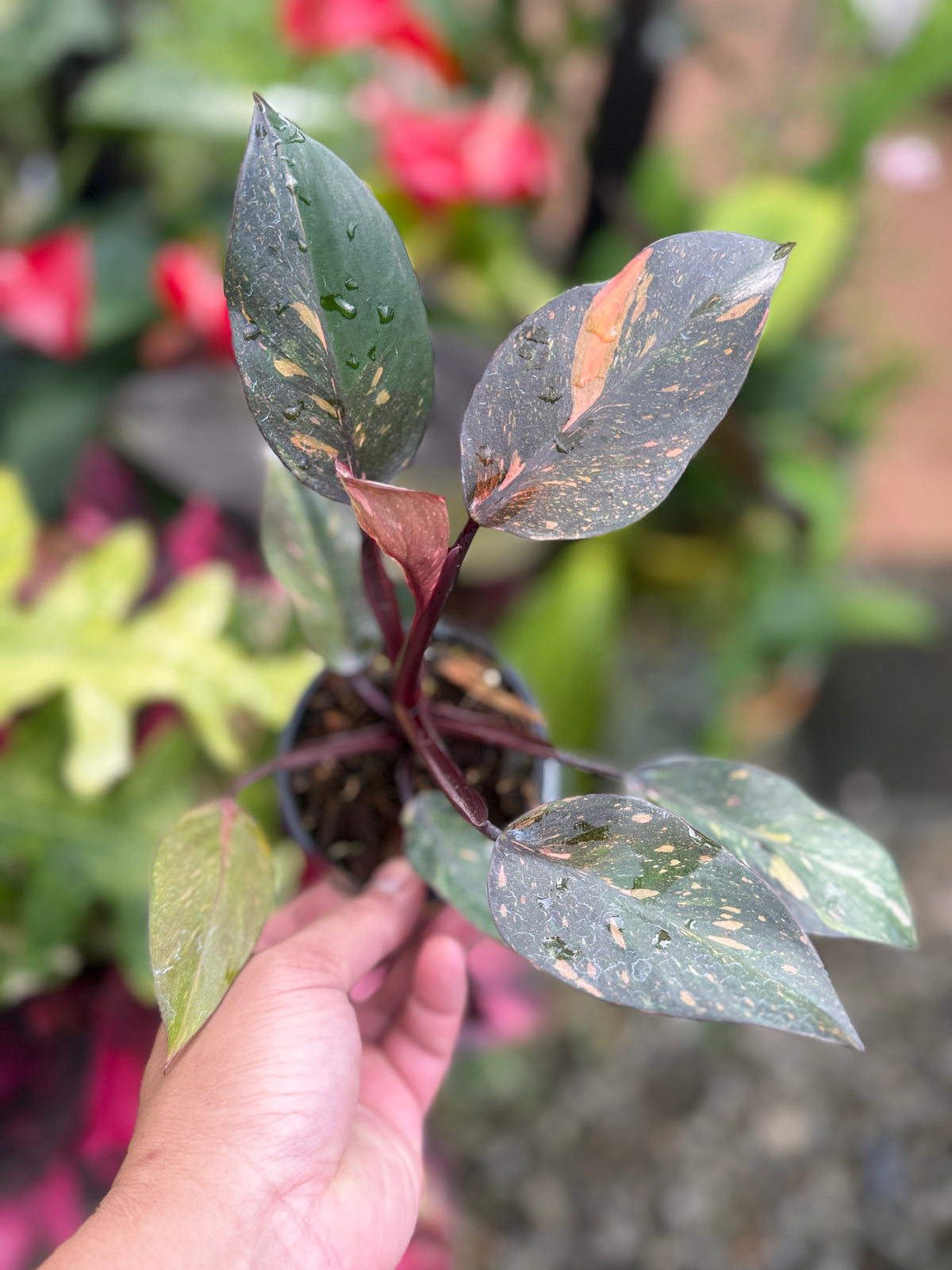 Philodendron 'Orange Princess' S29