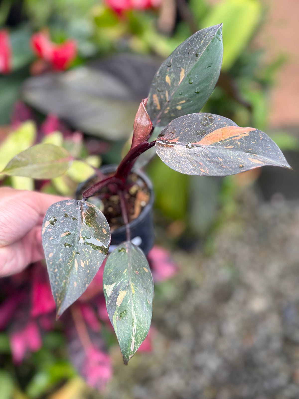 Philodendron 'Orange Princess' S29
