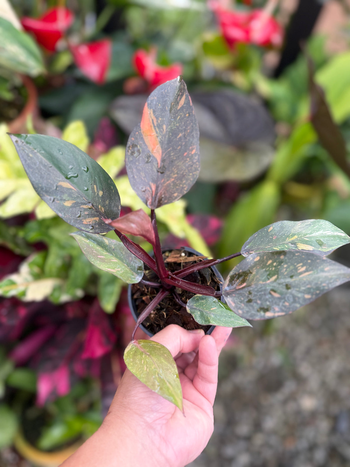 Philodendron 'Orange Princess' S29