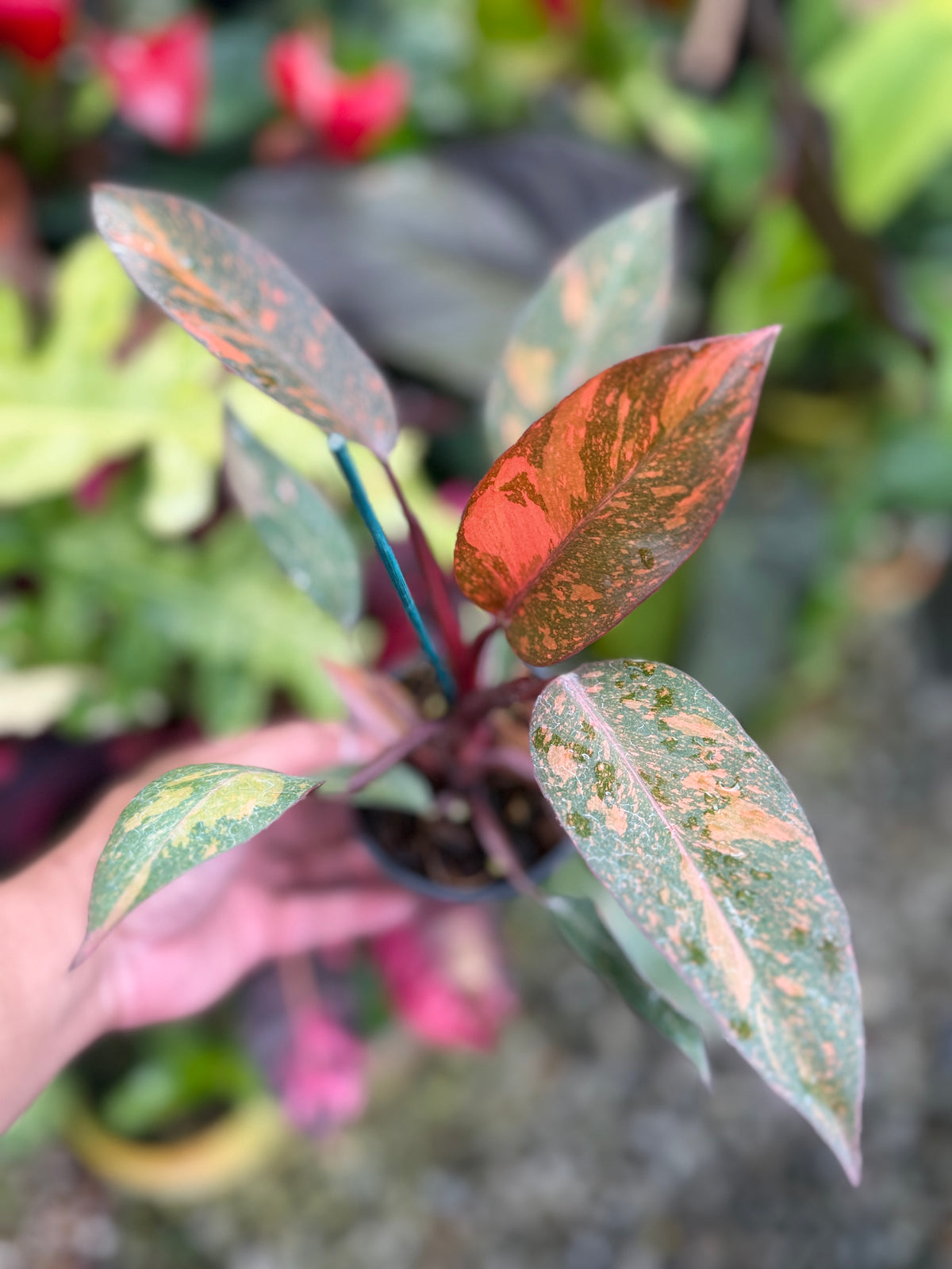 Philodendron 'Orange Princess' S30