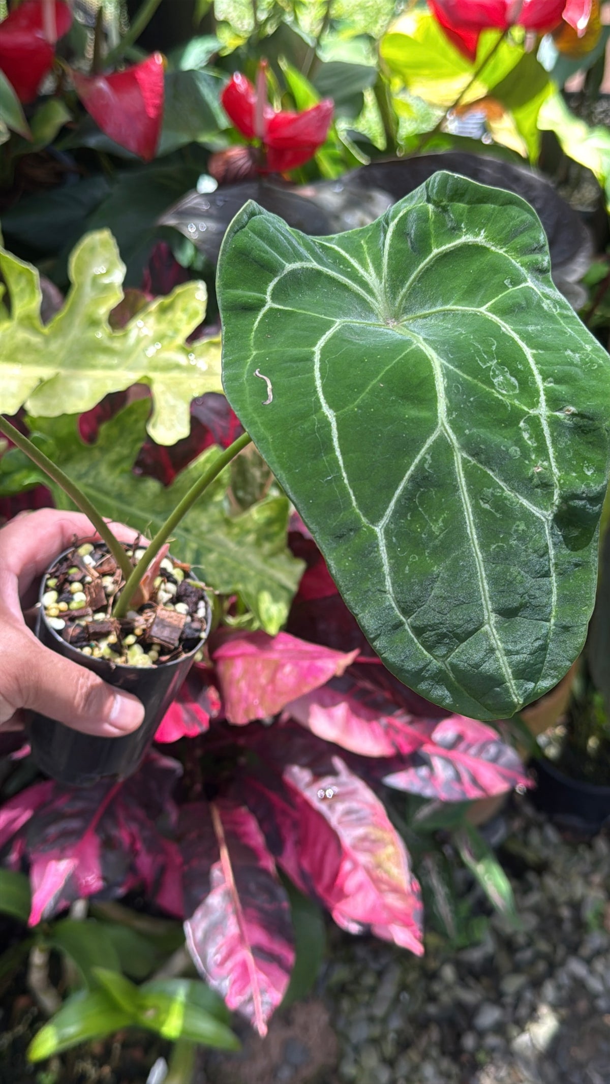 Anthurium 'Forgetii' S26