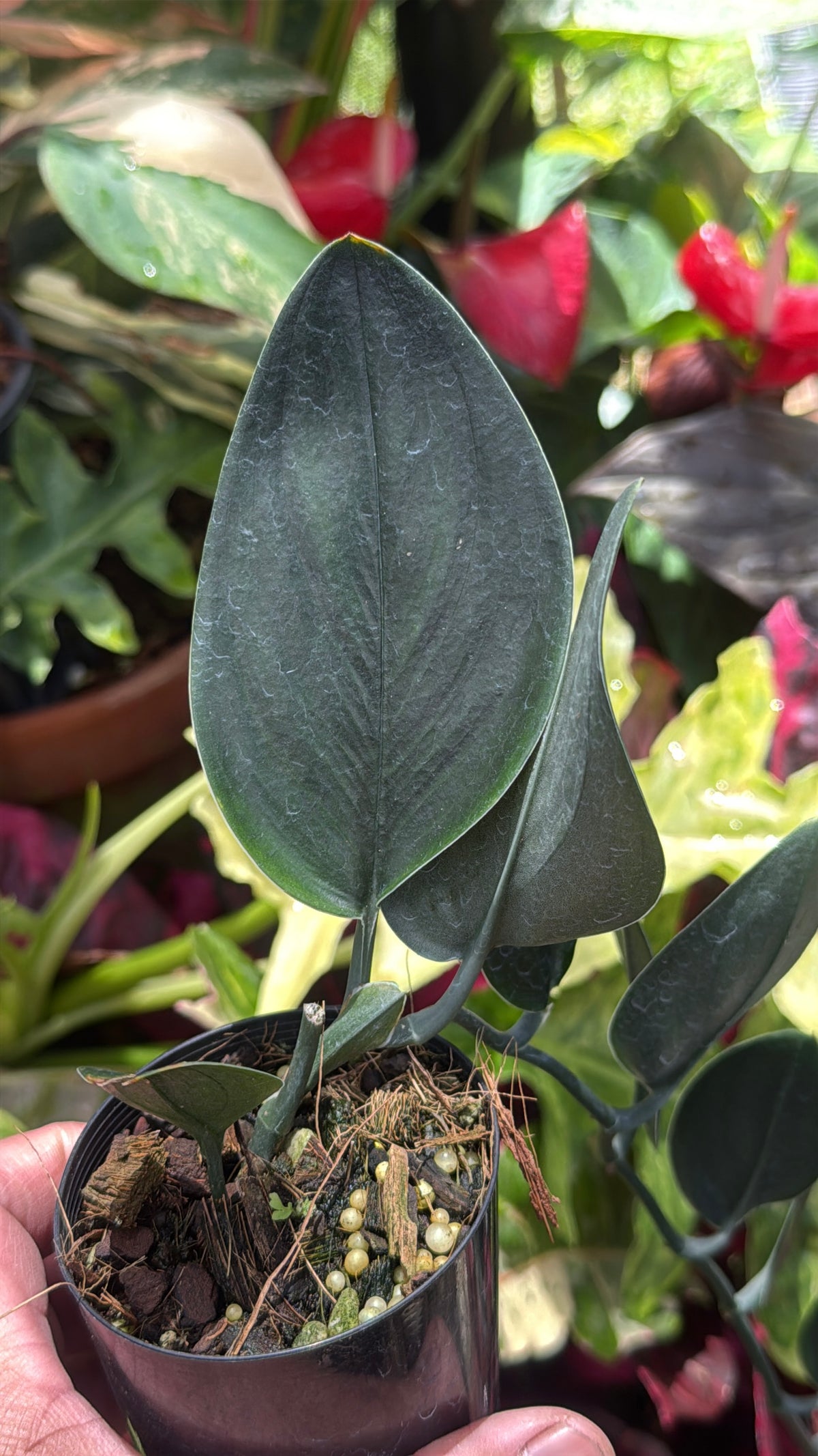 Scindapsus treubii 'Dark Form' S47