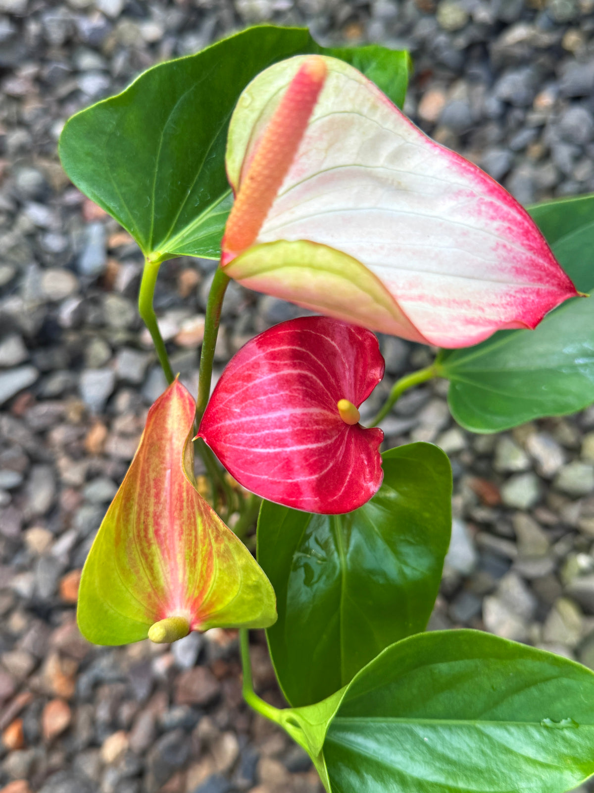 Anthurium 'Livium Ruby' V59