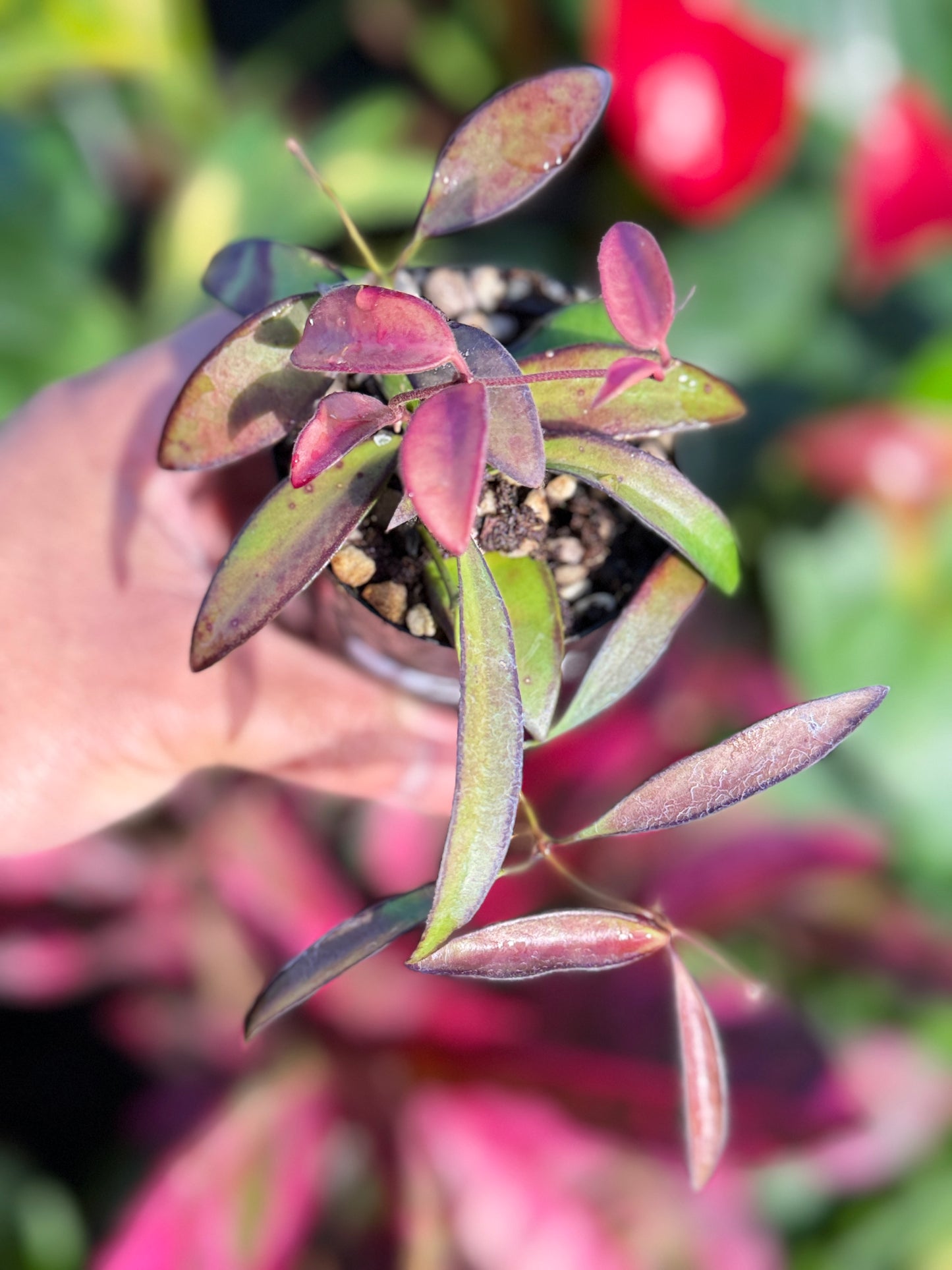Hoya 'Rosita' N50