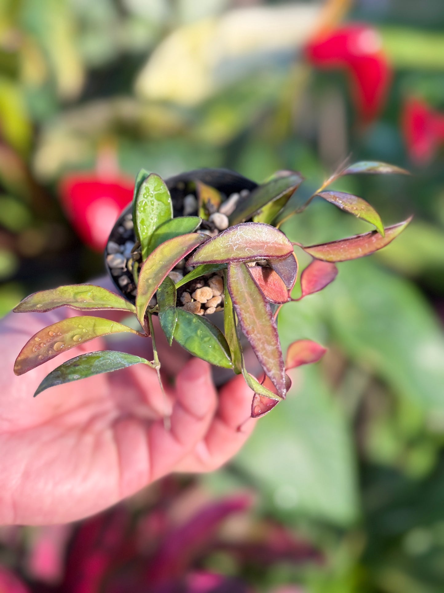 Hoya 'Rosita' N50