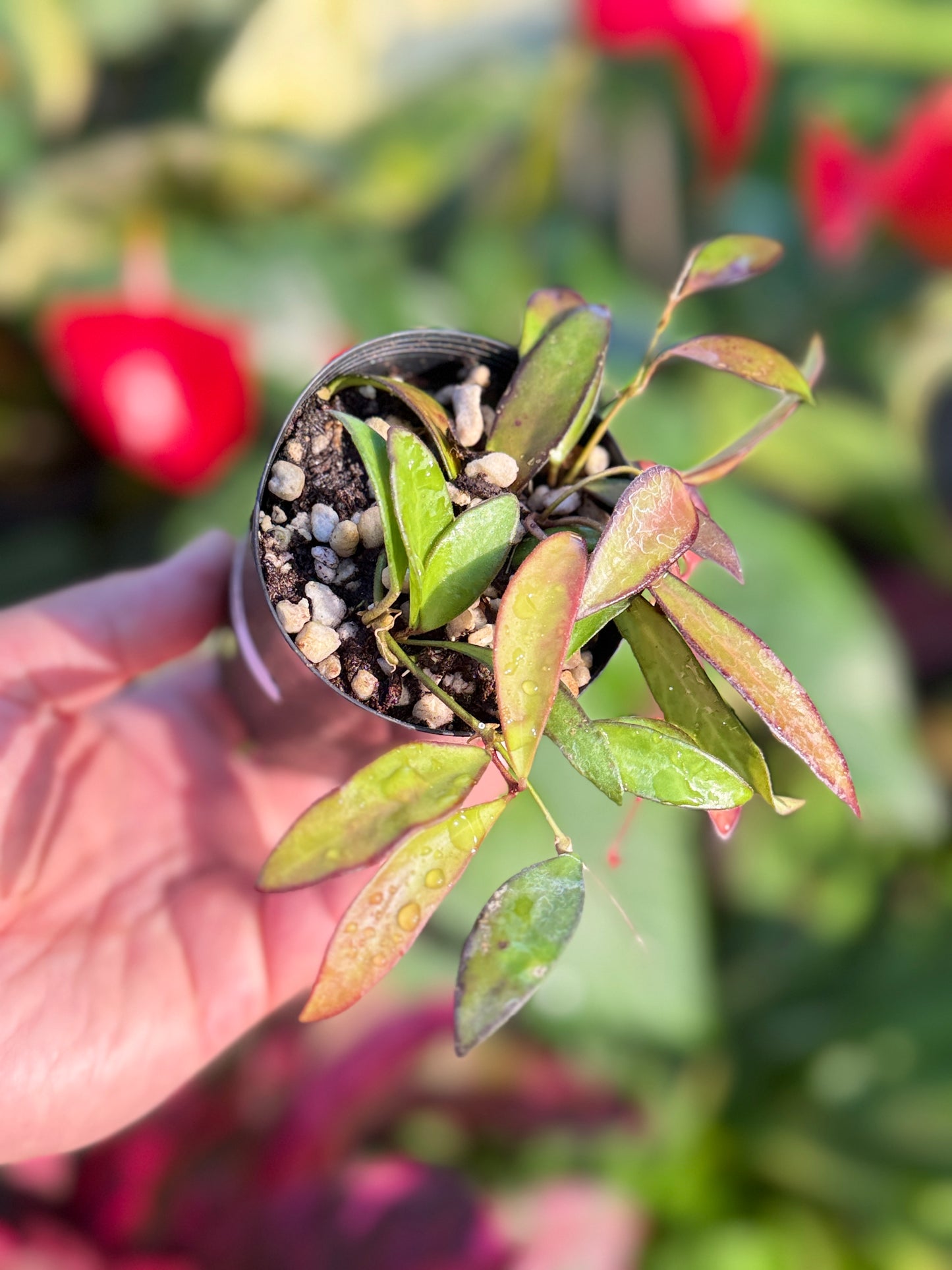 Hoya 'Rosita' N50
