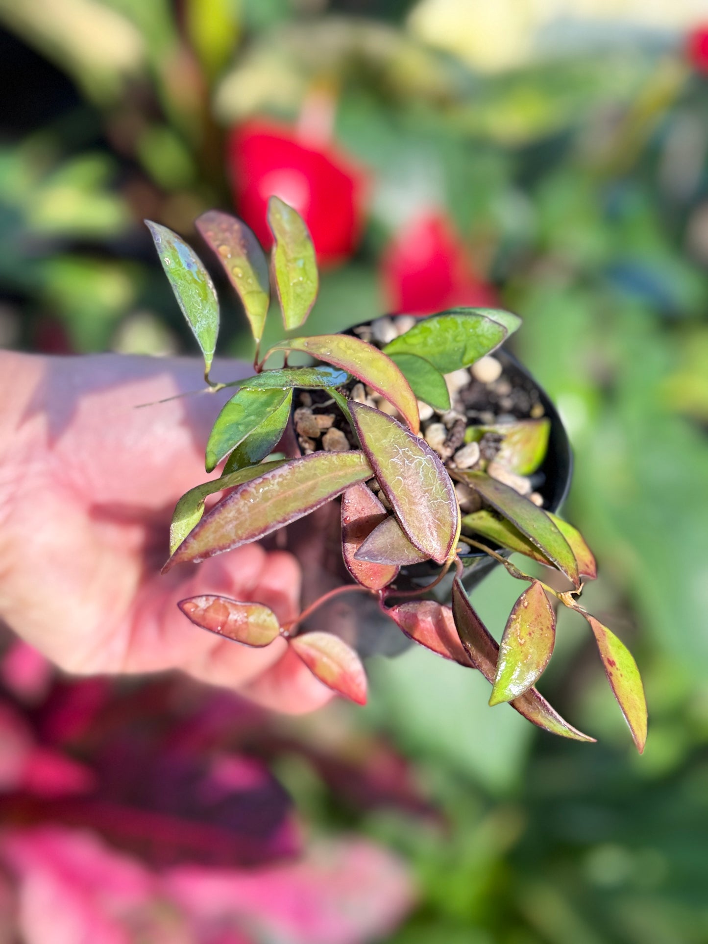 Hoya 'Rosita' N50