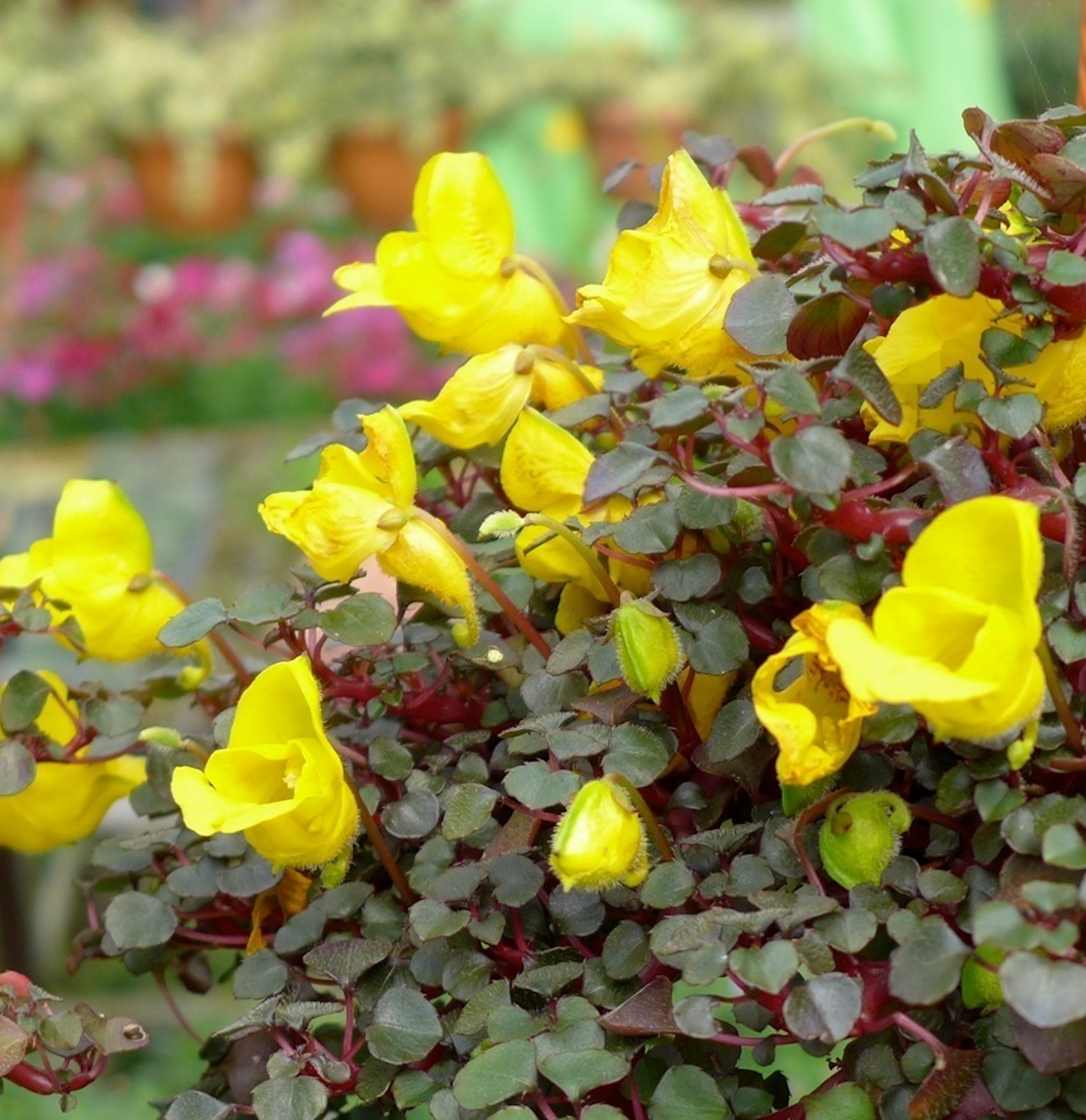 Impatiens repens Ceylon Balsam D37