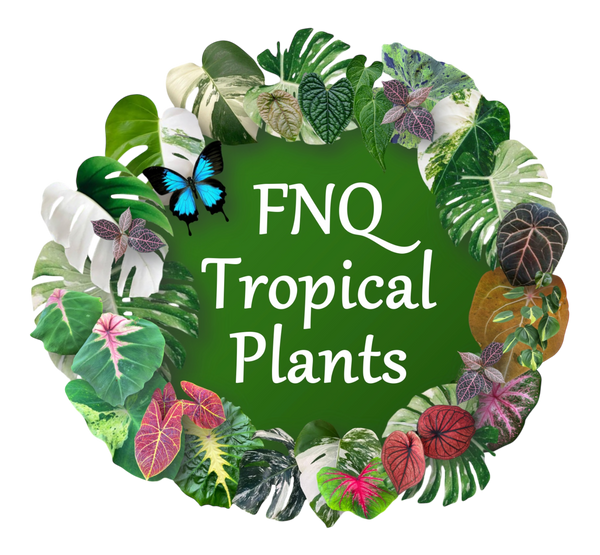 FNQ Tropical Plants