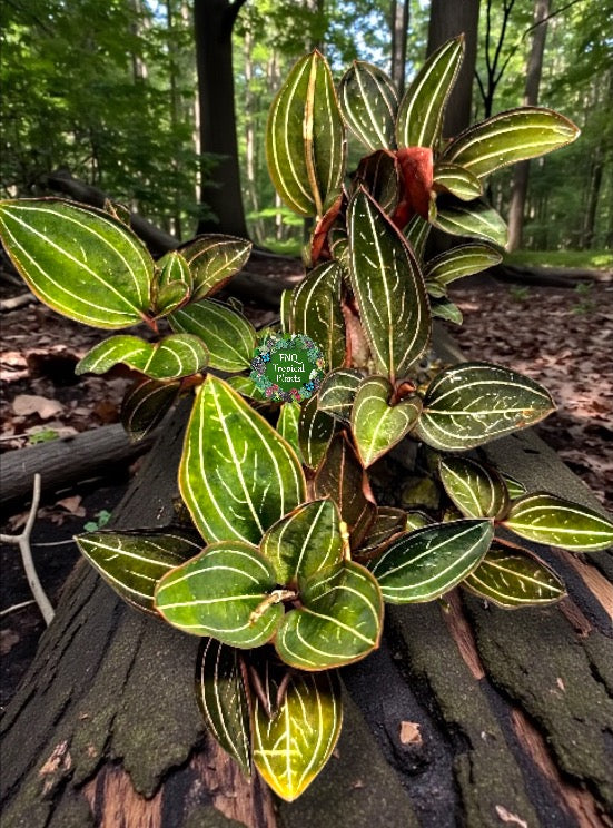 Ludisia discolor Jewel Orchid 'Black Jewel' - Best Plant in Stock.