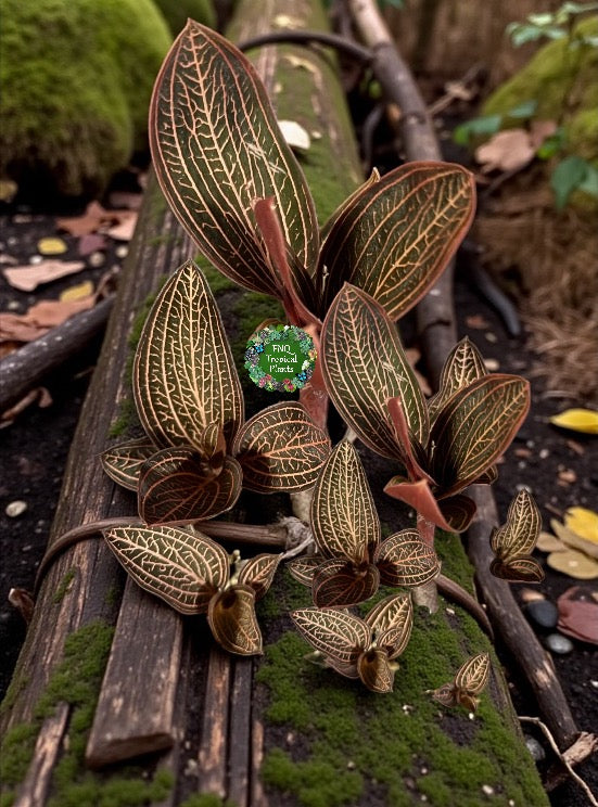 Ludisia discolor Jewel Orchid 'Spiderman' - Best Plant in Stock.