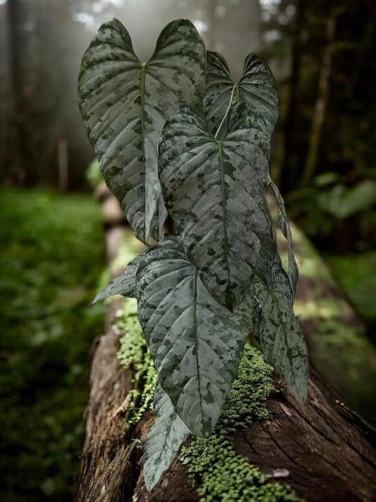 Philodendron 'Brandtianum' C45