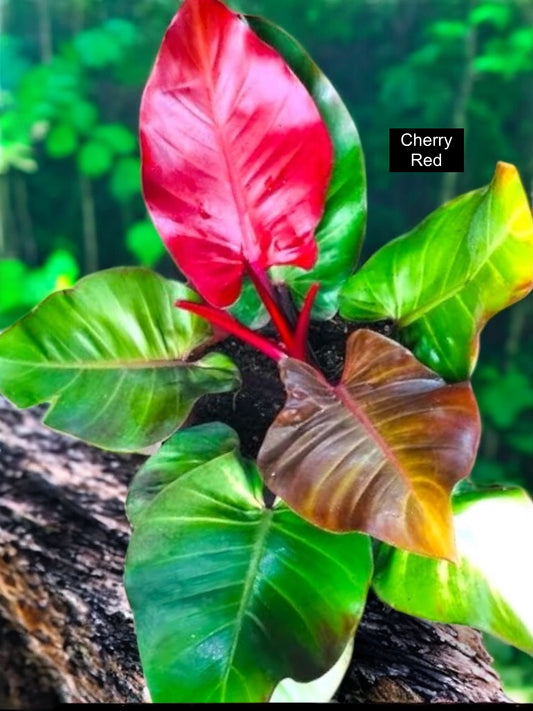 Philodendron Cherry Red - Best Pick of the Crop!