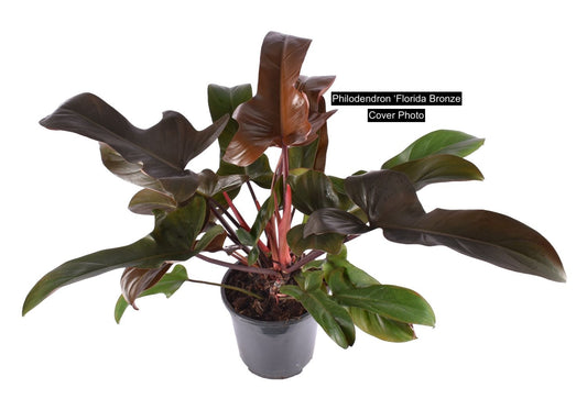 Philodendron Florida Bronze - New Release D11