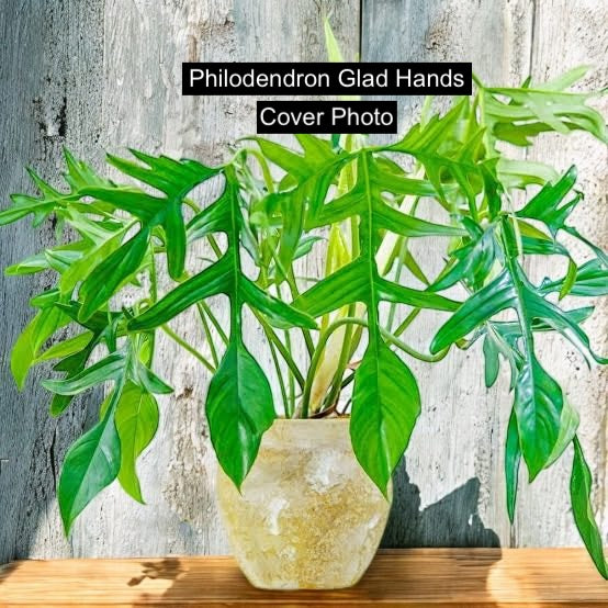 Philodendron Glad Hands - New Release C220