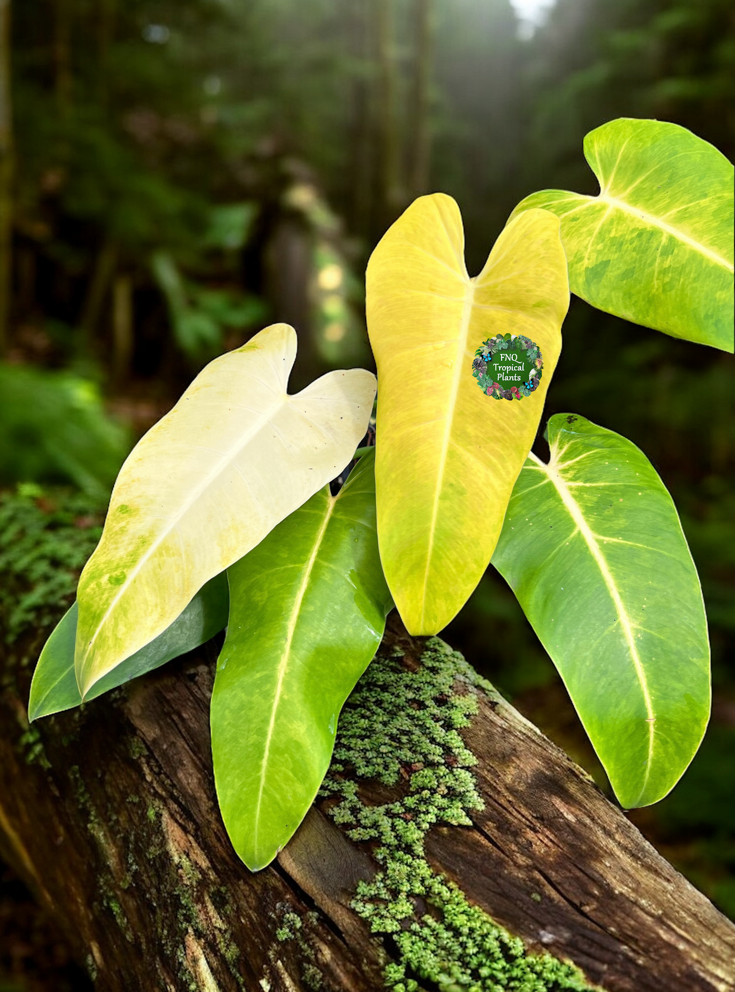 Philodendron 'Lemon Twist' J29