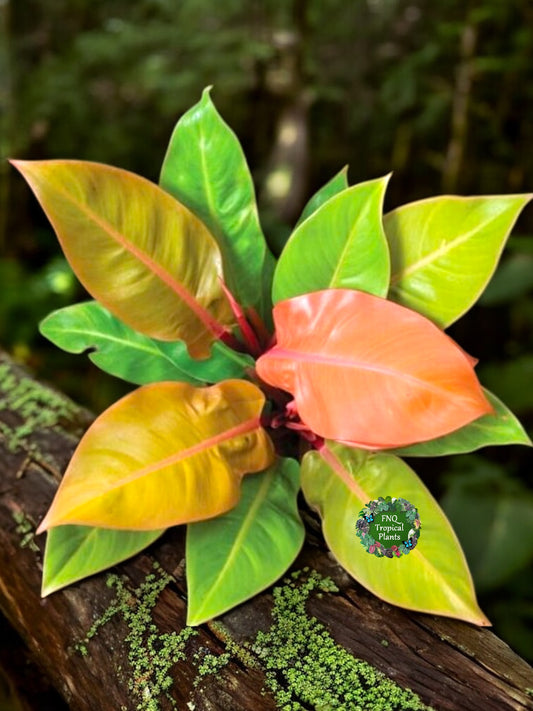 Philodendron Prince of Orange - Best Pick of the Crop!
