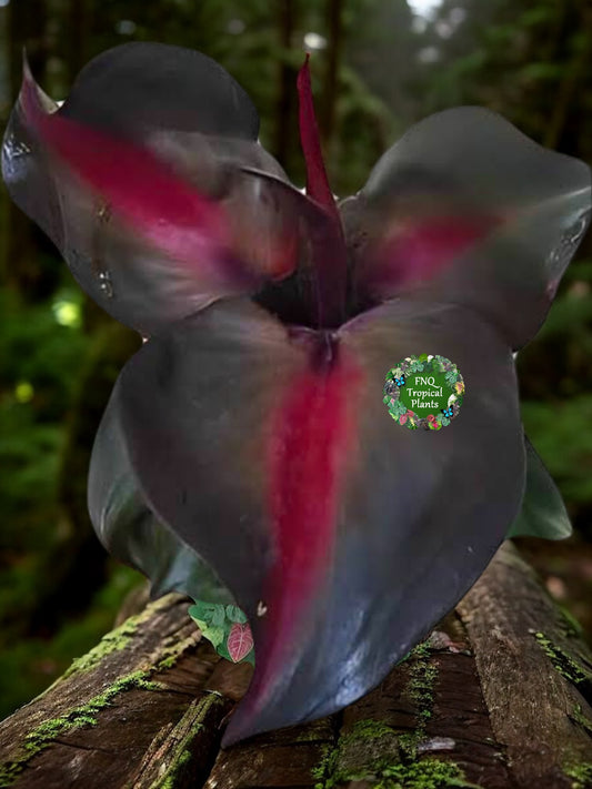 Philodendron Red Heart - Best Pick of the Crop!