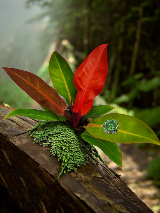 Philodendron Red Sun - Best Pick of the Crop!