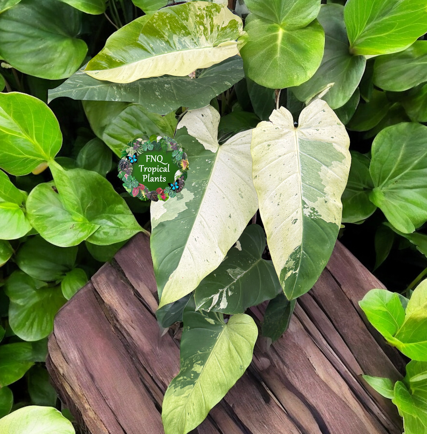 Philodendron 'Jungle Fever' (Not Snow Drift) NONTC O24